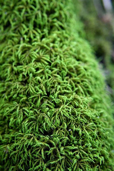 19 Types of Mosses For Your Garden | Trees.com