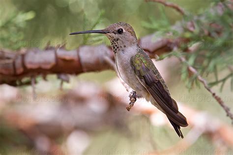 Anna's Hummingbird Pictures and Photos - Photography - Bird | Wildlife | Nature - Christopher Taylor