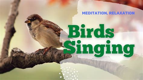 BIRDS SINGING, RELAX, CALM, MEDITATION, HEALING - YouTube