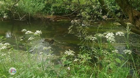 Relaxing River Sound With Birds Singing In The Morning - Water Sounds ...