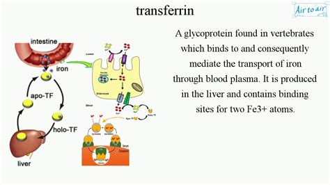 transferrin - YouTube