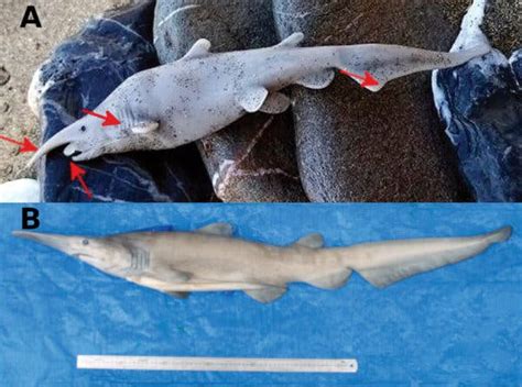 The Shark ‘Didn’t Look Right.’ Was It a Plastic Toy? - The New York Times