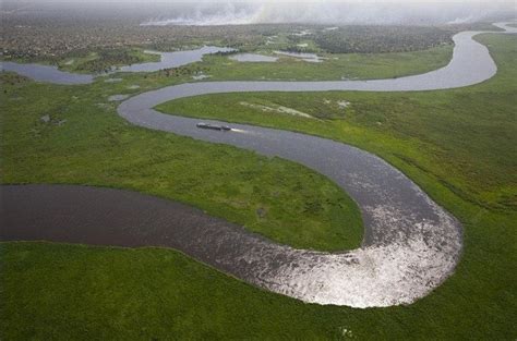 Amazon River floodplain – swamp | FUNNY TWEEK