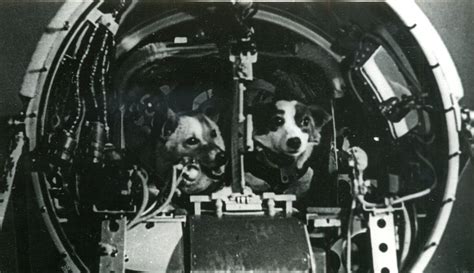 Belka and Strelka: Soviet Space Dogs | Amusing Planet