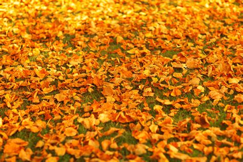 Autumn Leaves On The Ground Free Stock Photo - Public Domain Pictures