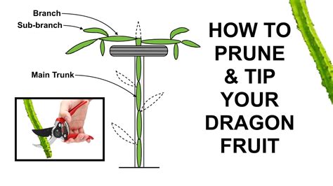 How to Prune and Tip Your Dragon Fruit (Pitahaya) - YouTube