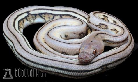 10 Beautiful Reticulated Python Morphs - ReptileWorldFacts | Reticulated python, Reticulated ...