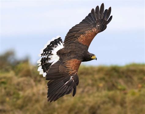 Hawks in Texas - BirdsExpert