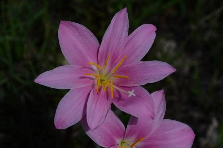 Pink Crocus - Flowers & Nature Background Wallpapers on Desktop Nexus ...