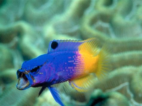 Tropical Fish - Fish Photo (5412573) - Fanpop