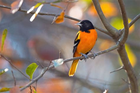 How to Attract Orioles? (And the 5 Common Types of Orioles) - My ...