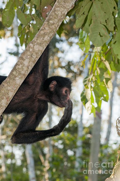 Peruvian Spider Monkey Photograph by William H. Mullins - Fine Art America