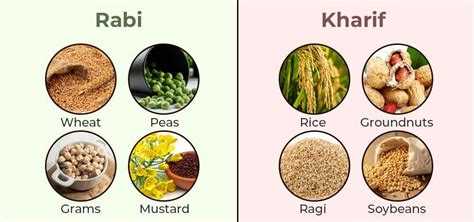 Rabi Crops Examples Updated 2022 All Important Details, 60% OFF