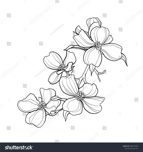 18,098 Dogwood Flower Images, Stock Photos & Vectors | Shutterstock