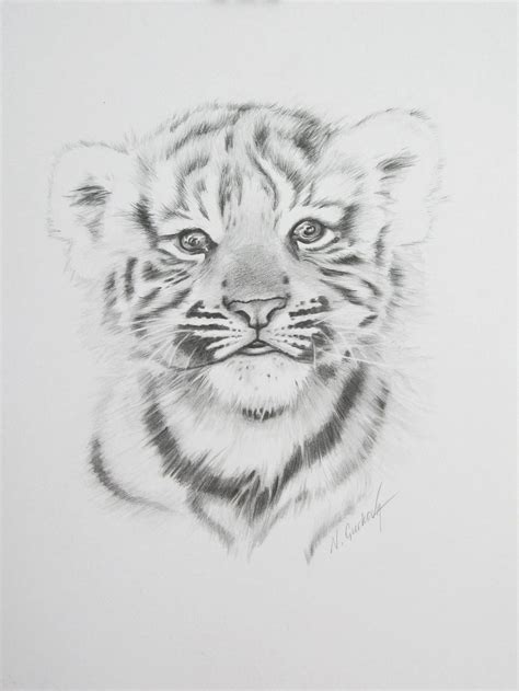 How To Draw Tiger With Pencil at Drawing Tutorials