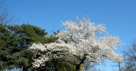 High Park cherry blossoms are in full bloom