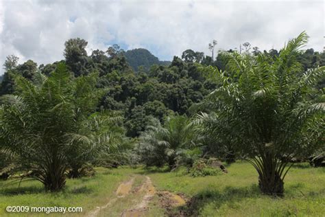 Ditekan, Unilever Kini Akan Bangun Pabrik Minyak Kelapa Sawit di ...