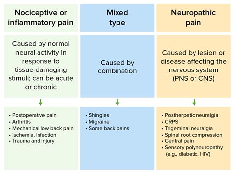 Physiology Of The Pain Pathway Types Referred Pain | Images and Photos finder