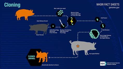 Dna Cloning Research Examples