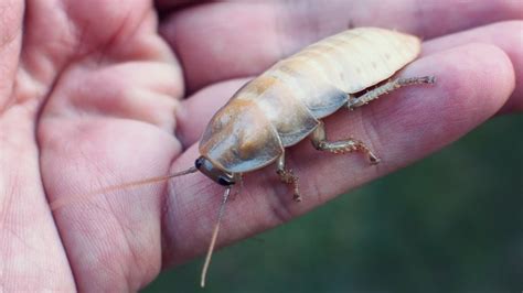 White Roaches: Basic Info You Need to Know