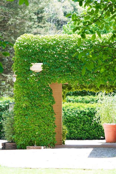 Climbing plants: 7 fast growing climbers, vines and creepers | Climbing plants trellis, Wall ...