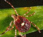 Amblyomma americanum - wikidoc