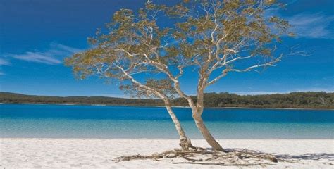 Lake McKenzie – Five Top Reasons To Visit - Drop Bear Adventures