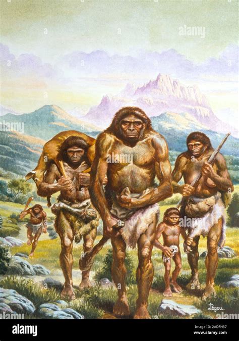 Homo erectus. Illustration of a tribe of Homo erectus returning from a hunt. Both the males and ...