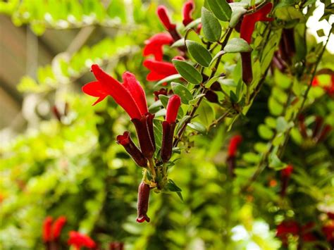 Aeschynanthus Lipstick Vine Info: How To Care For A Lipstick Plant