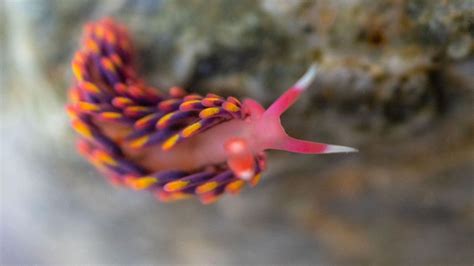 New Sea Slug Species Discovered in UK Waters Signals Climate Change Impact