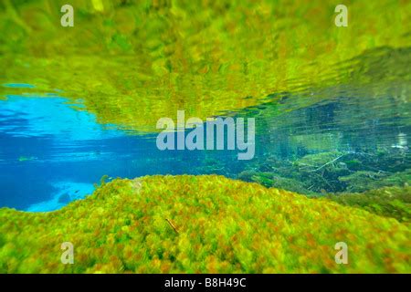 Underwater vegetation, predominantly stonewort algae, Chara rusbyana Stock Photo: 22503976 - Alamy