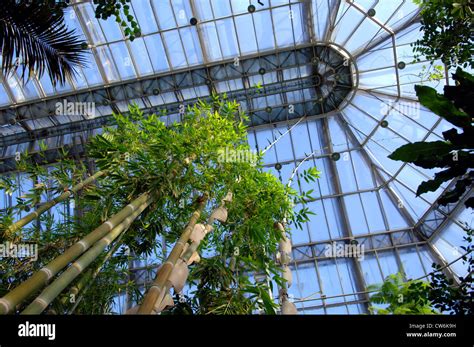 Berlin, Large tropical greenhouse at the Botanical Garden Stock Photo - Alamy