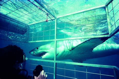 Shark Dive - Long Island Aquarium