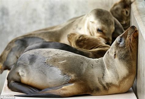 Starving sea lion pups on California coast | eCanadaNow