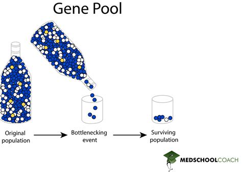 Gene Pool Definition