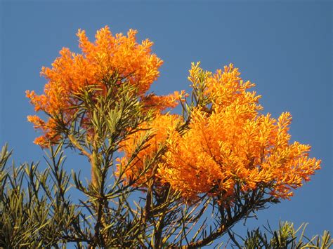 Western Australian Christmas Tree l | Western Australian Nat… | Flickr