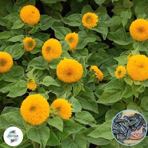 50 Teddy Bear Sunflower Seeds (Flower Plants) – JSPSeeds