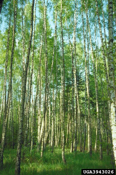 birch (Genus Betula)