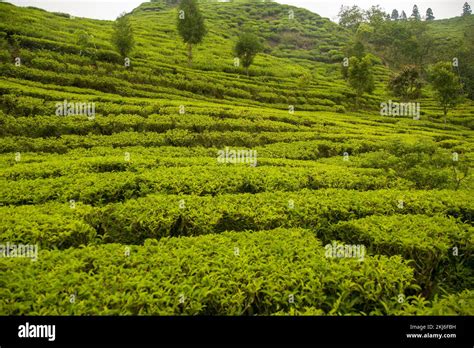 Ilam tea garden farm in Kanyam Illam Stock Photo - Alamy