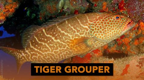 A Guide To The Different Types Of Grouper - sharksinfo.com