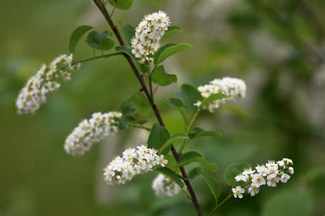 Den'sphotogallery: New hampshire Wildflowers In F-2.8