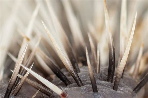 Hedgehog Spines: Everything you Need To Know About Hedgehogs Amazing ...