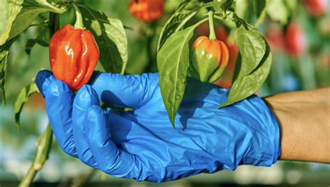 How to Grow Habanero Peppers – The Advice You Want To Listen To - Small Axe Peppers