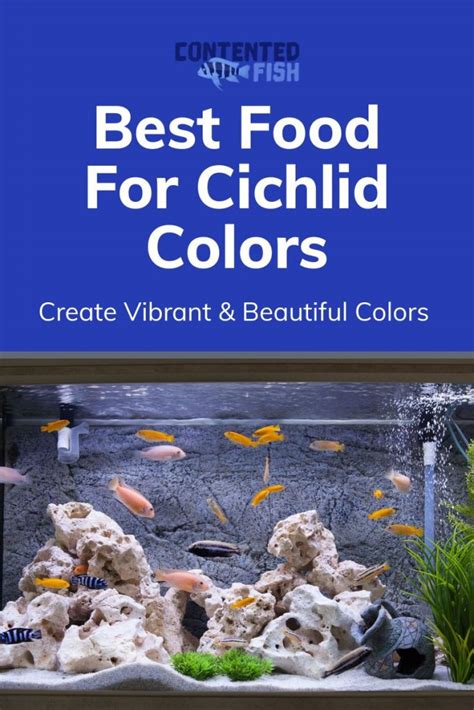 Best Food For Cichlid Colors - Pet Food Guide