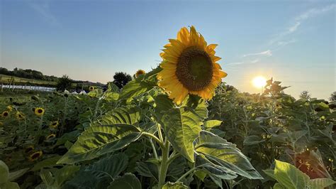 Sunflower sale to support Ukraine · News · Lafayette College