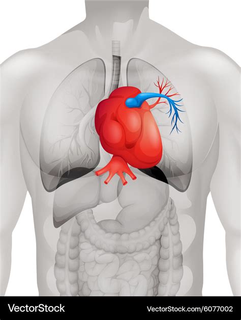 Human heart diagram in detail Royalty Free Vector Image