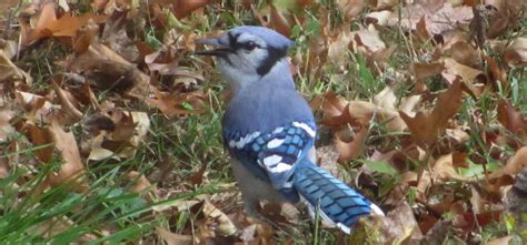 Blue jays in my garden. | Birds, Blue jay, Bird feathers