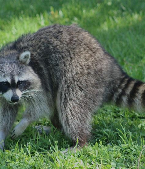 Two Dozen Raccoons Die in Viral 'Zombie' Outbreak in New York