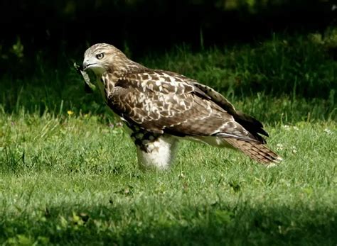 Do Hawks Migrate? Understanding the Fascinating Journey of Hawk Migration