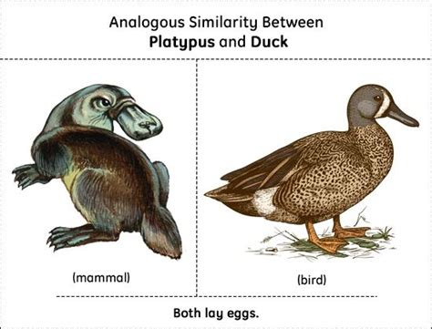 Platypus evolution history - polreforums